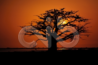 [PT] Silhuetas de imbondeiro ao por-do-sol. Mussulo, Angola. / [EN] Silhouettes of baobab tree at sunset. Mussulo bay, Angola