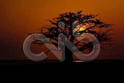 [PT] Silhuetas de imbondeiro ao por-do-sol. Mussulo, Angola. / [EN] Silhouettes of baobab tree at sunset. Mussulo bay, Angola