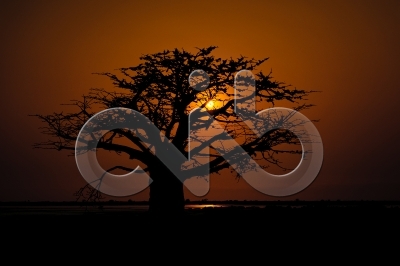 [PT] Silhuetas de imbondeiro ao por-do-sol. Mussulo, Angola. / [EN] Silhouettes of baobab tree at sunset. Mussulo bay, Angola
