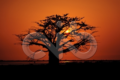 [PT] Silhuetas de imbondeiro ao por-do-sol. Mussulo, Angola. / [EN] Silhouettes of baobab tree at sunset. Mussulo bay, Angola