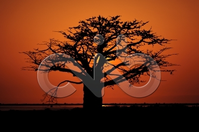 [PT] Silhuetas de imbondeiro ao por-do-sol. Mussulo, Angola. / [EN] Silhouettes of baobab tree at sunset. Mussulo bay, Angola