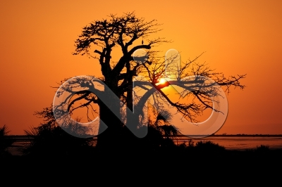 [PT] Silhuetas de imbondeiro ao por-do-sol. Mussulo, Angola. / [EN] Silhouettes of baobab tree at sunset. Mussulo bay, Angola