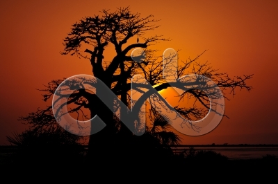 [PT] Silhuetas de imbondeiro ao por-do-sol. Mussulo, Angola. / [EN] Silhouettes of baobab tree at sunset. Mussulo bay, Angola