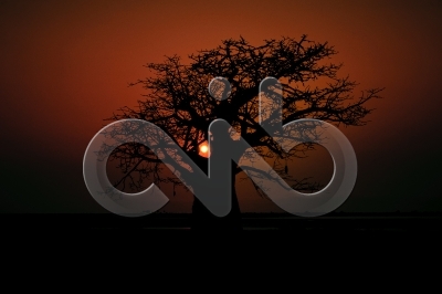 [PT] Silhuetas de imbondeiro ao por-do-sol. Mussulo, Angola. / [EN] Silhouettes of baobab tree at sunset. Mussulo bay, Angola