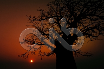 [PT] Silhuetas de imbondeiro ao por-do-sol. Mussulo, Angola. / [EN] Silhouettes of baobab tree at sunset. Mussulo bay, Angola